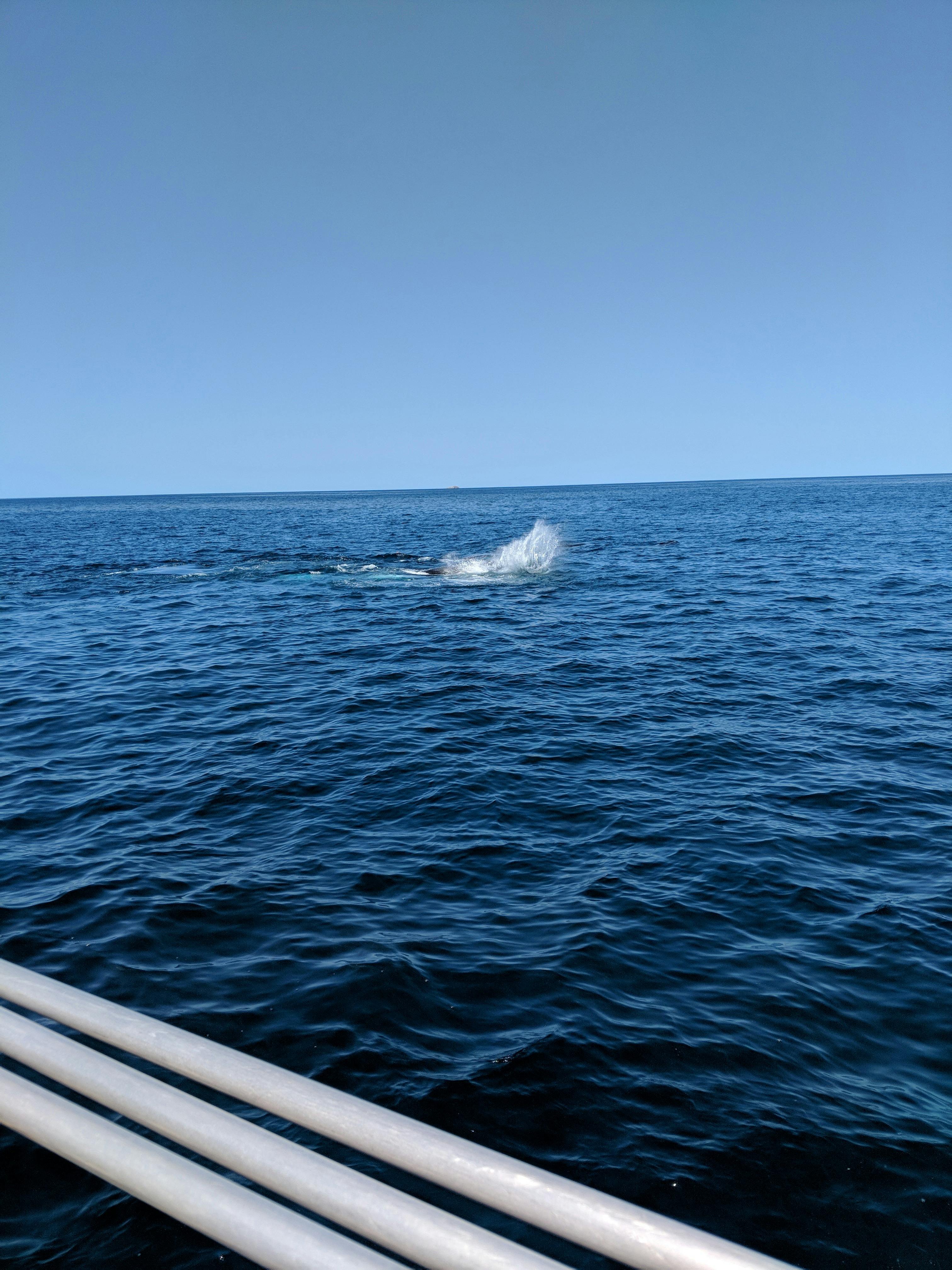 Keppel Bay Whales