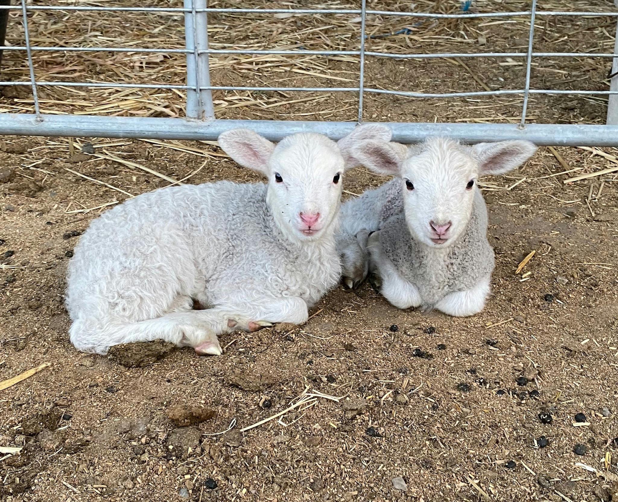 Nature's Echo Farm - Farm Tour with Animals