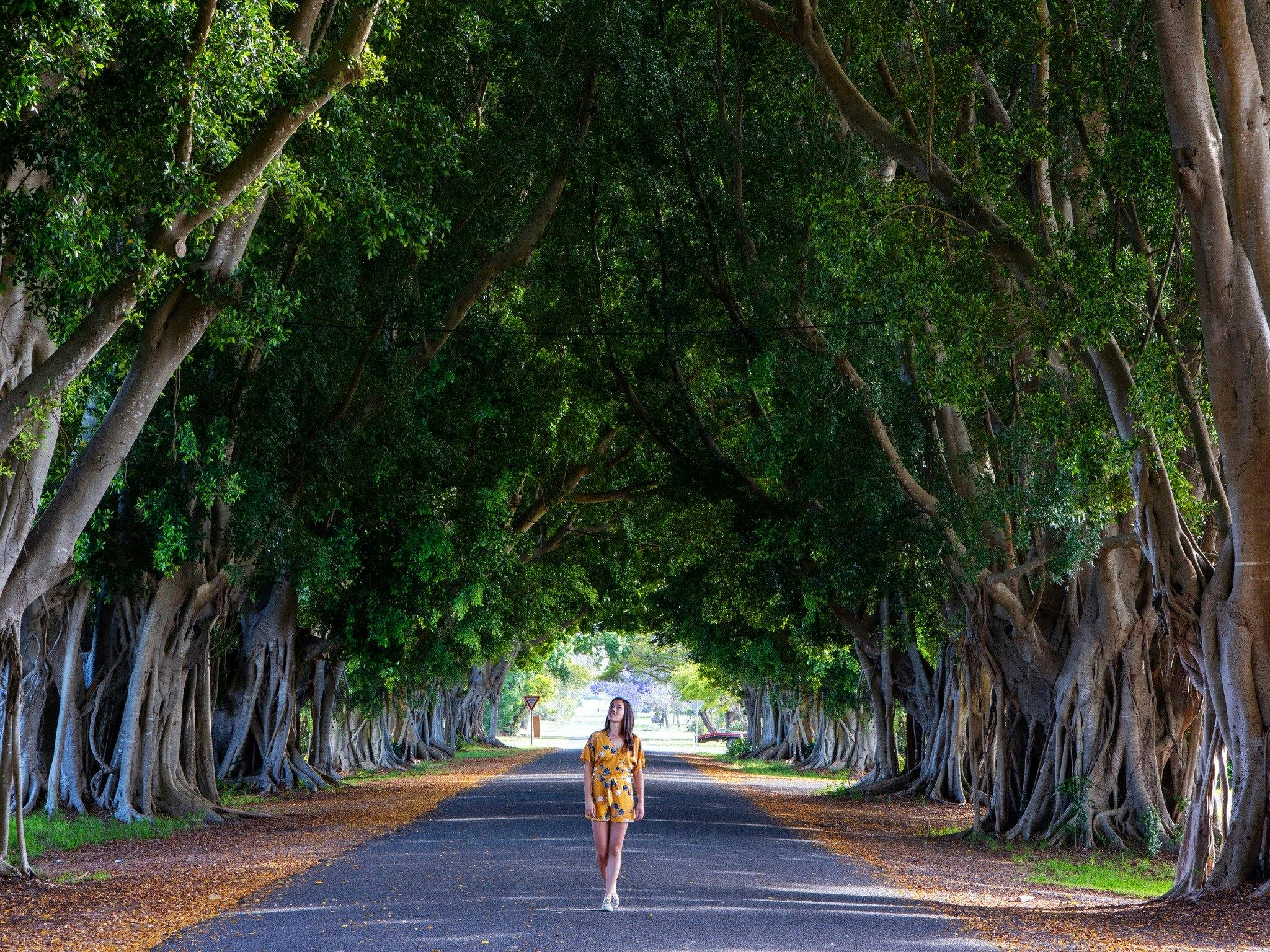 Fig Tree Avenue NSW Holidays & Things to Do