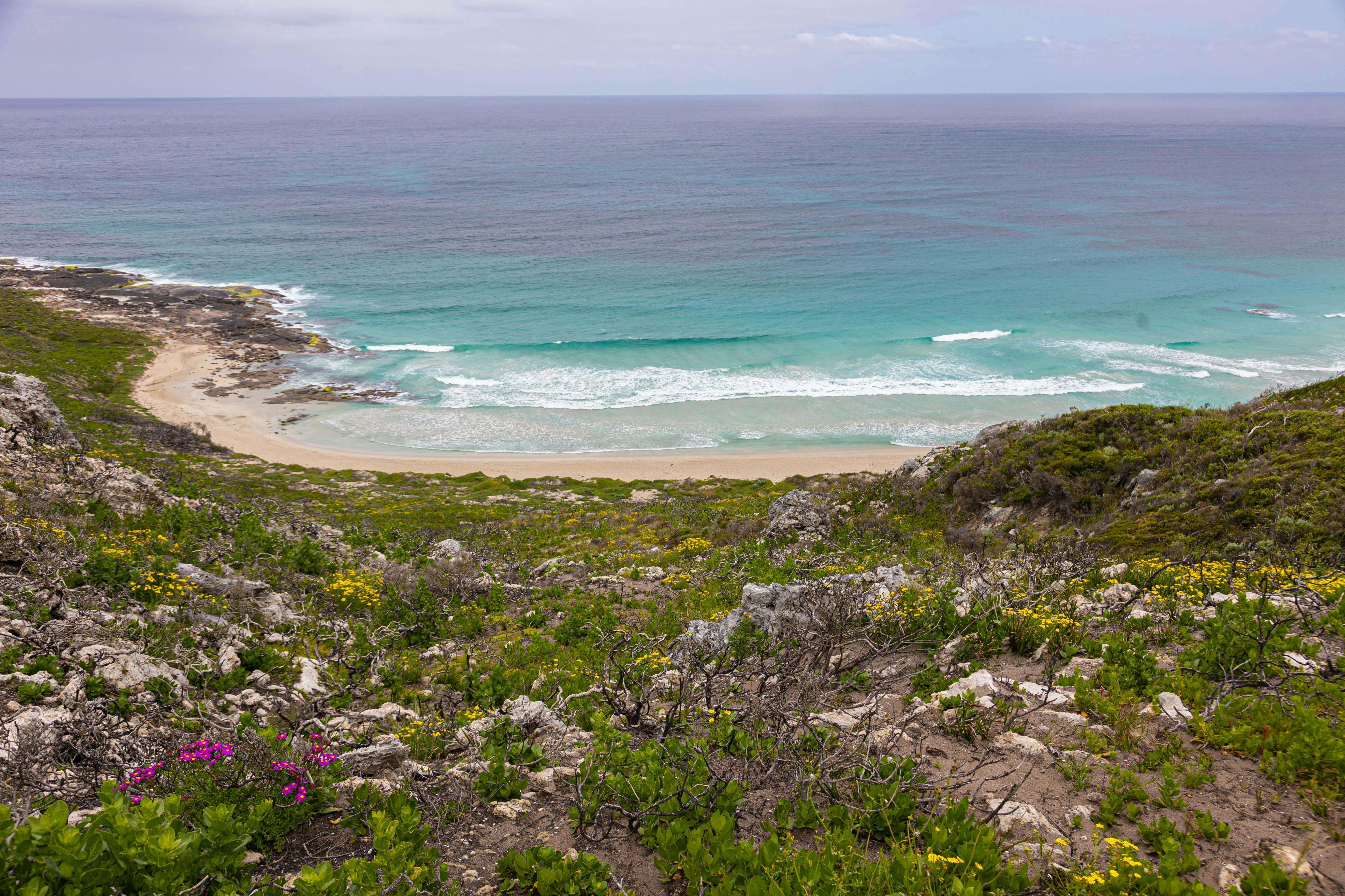 Wildflowers and view of the coast and beach