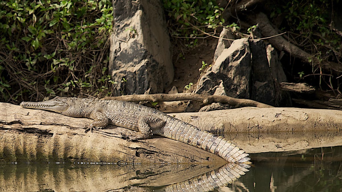 Freshwater crocodile Kuranda