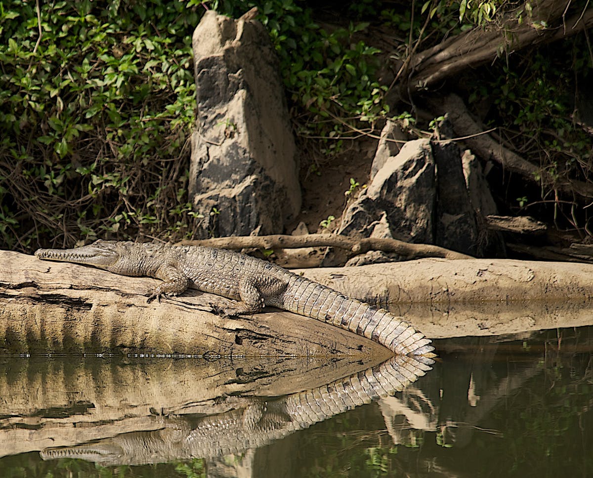 Freshwater crocodile Kuranda