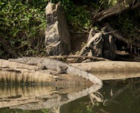 Freshwater crocodile Kuranda