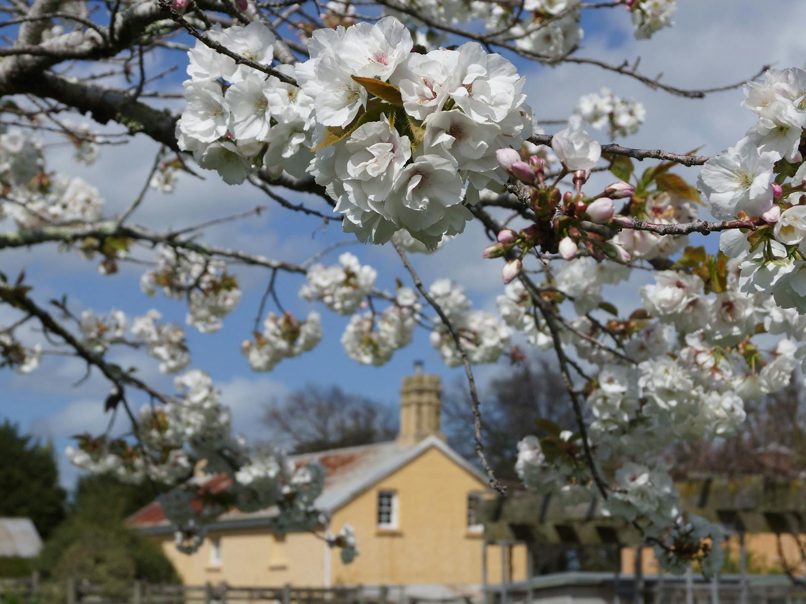 Cherry Trees in bloom