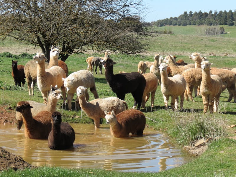 Alpaca farm experience Crookwell Sydney, Australia Official Travel