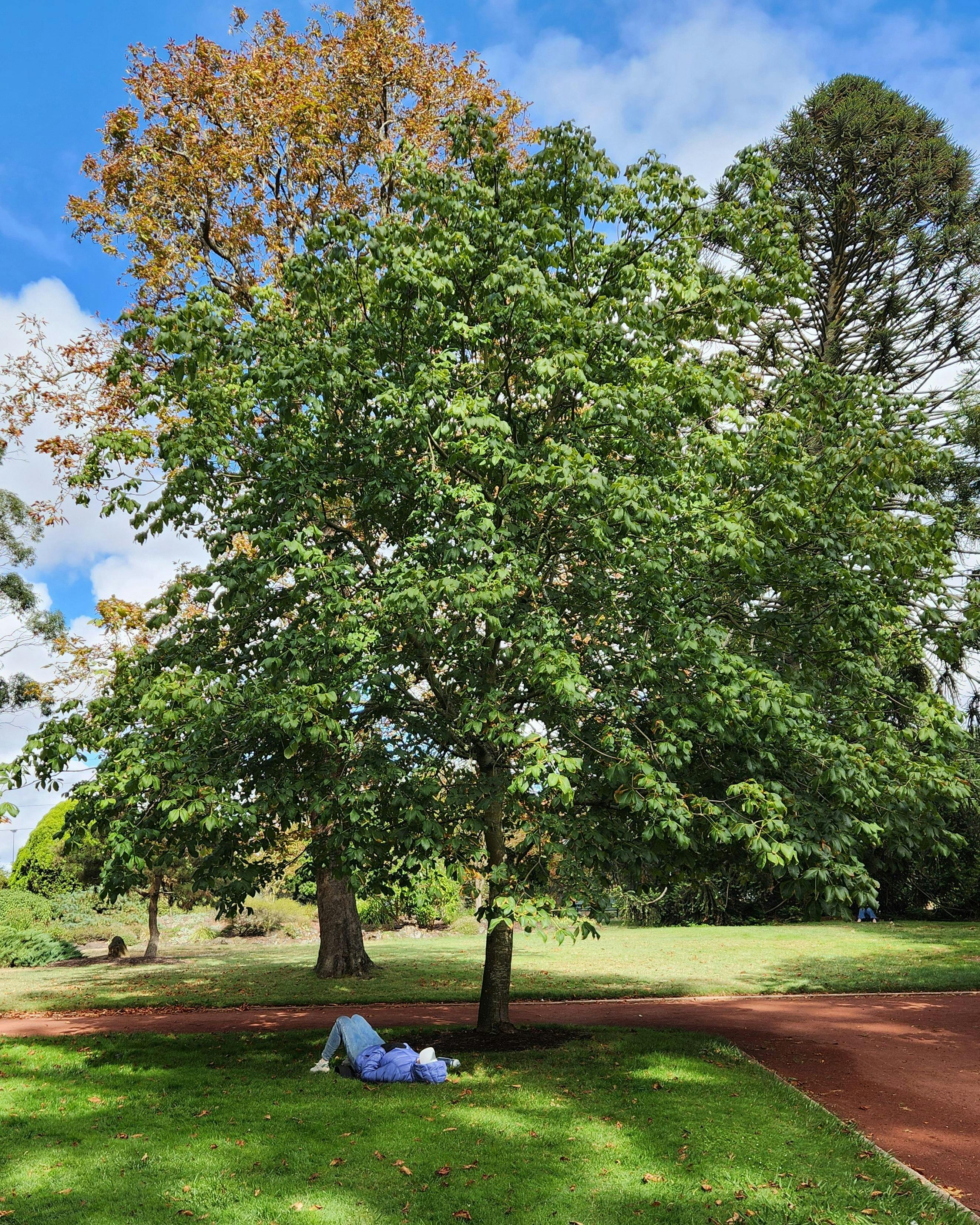 Meet a Tree Activity