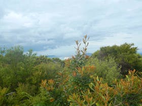 Kinchela Trig Lookout Walk