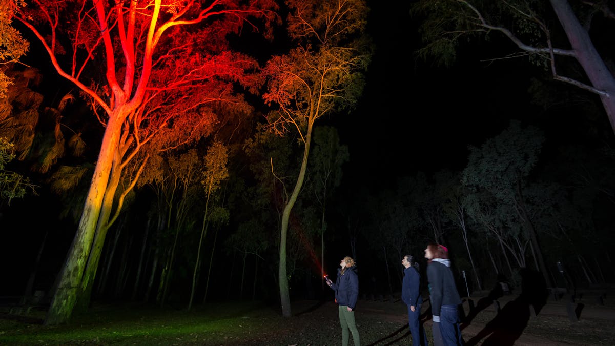 Tour guide with guests shines red spotlight looking for nocturnal wildlife at Carnarvon Gorge.