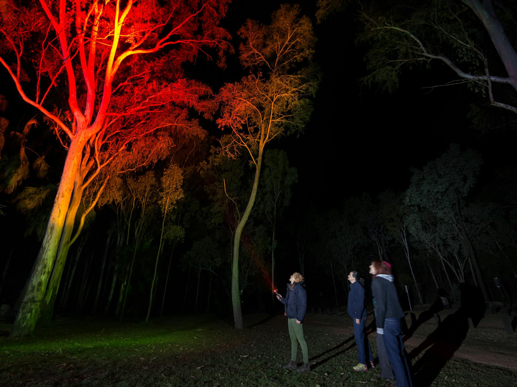 Tour guide with guests shines red spotlight looking for nocturnal wildlife at Carnarvon Gorge.