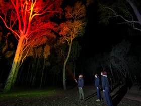 Tour guide with guests shines red spotlight looking for nocturnal wildlife at Carnarvon Gorge.