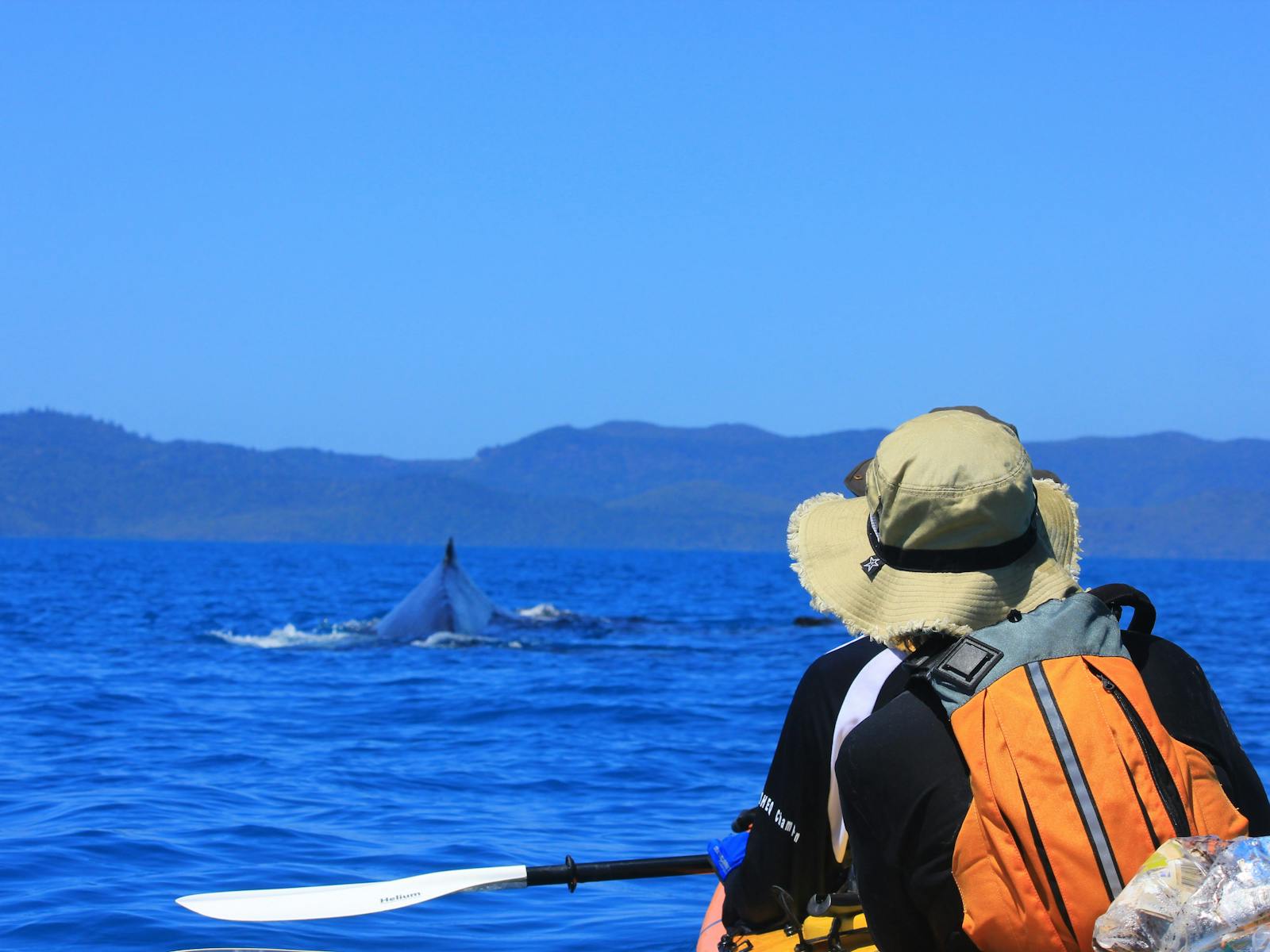 Watch out for whales