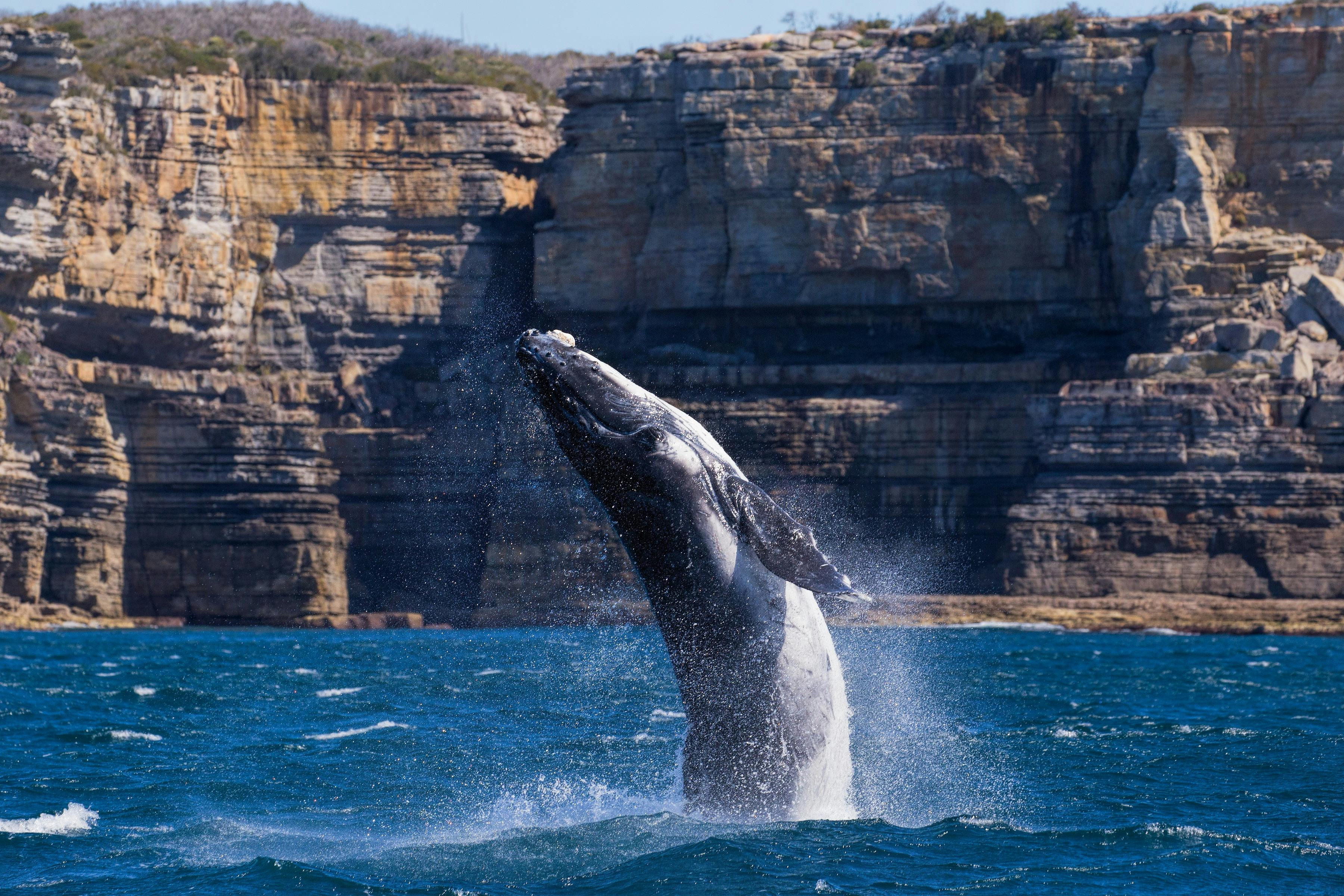 Jervis Bay Whale Cruise