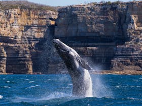 Whale breaching in front of Beecroft Peninsula Cliffs
