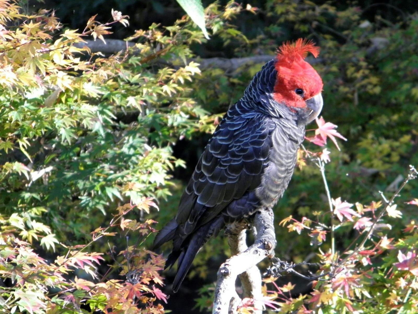 A black cockatoo with red plumage sits eating trees,