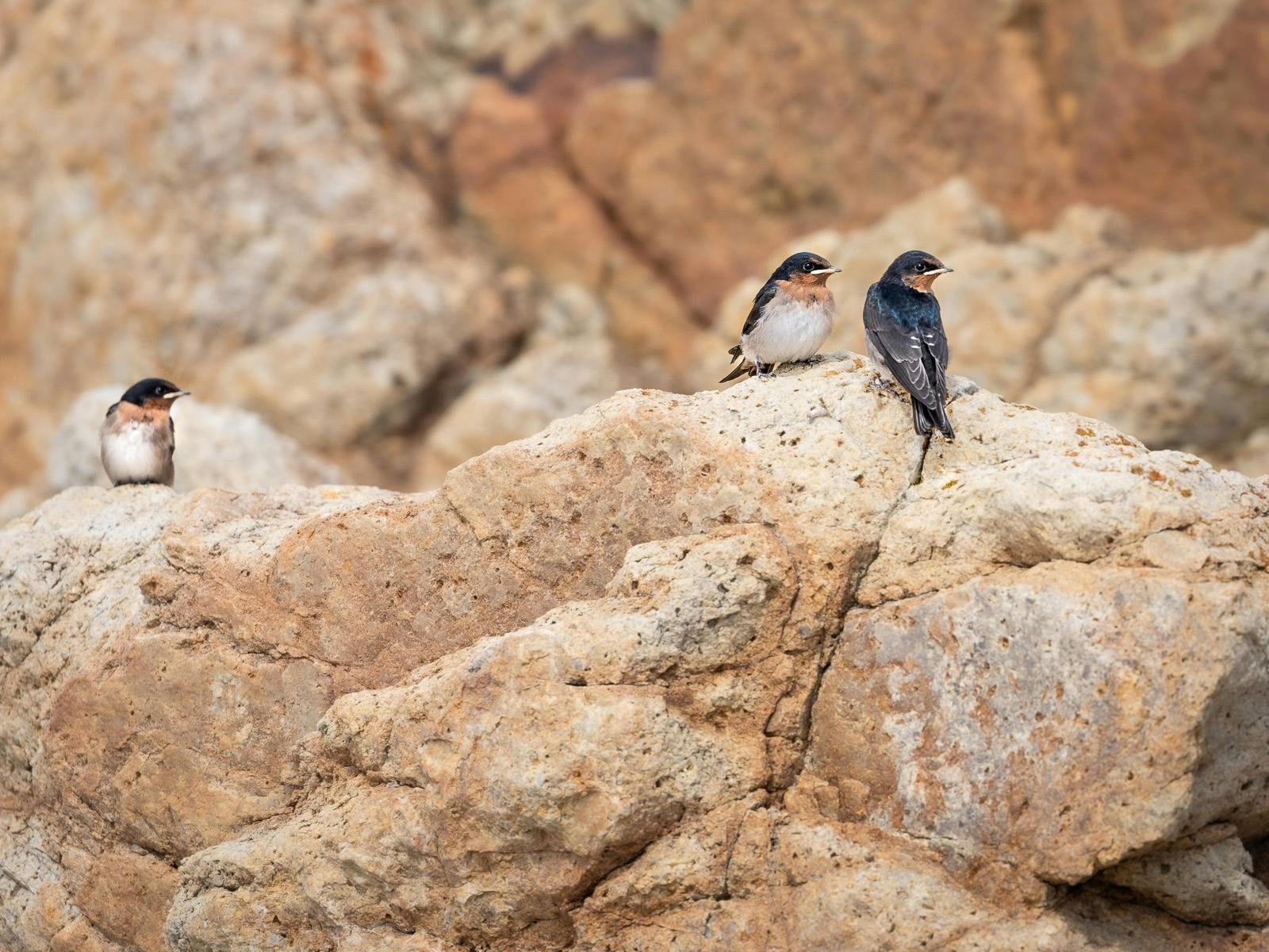 Welcome Swallows - Freycinet National Park