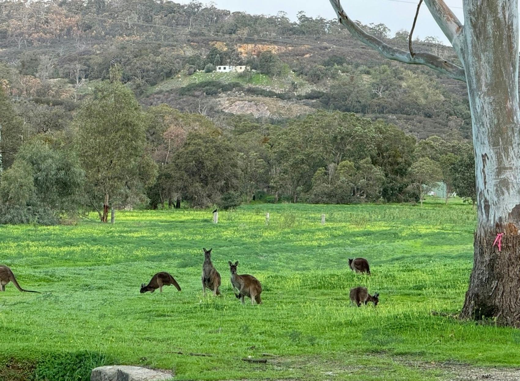 View of kangaroos eating the grass at the base of the darling range for Jadran Winery