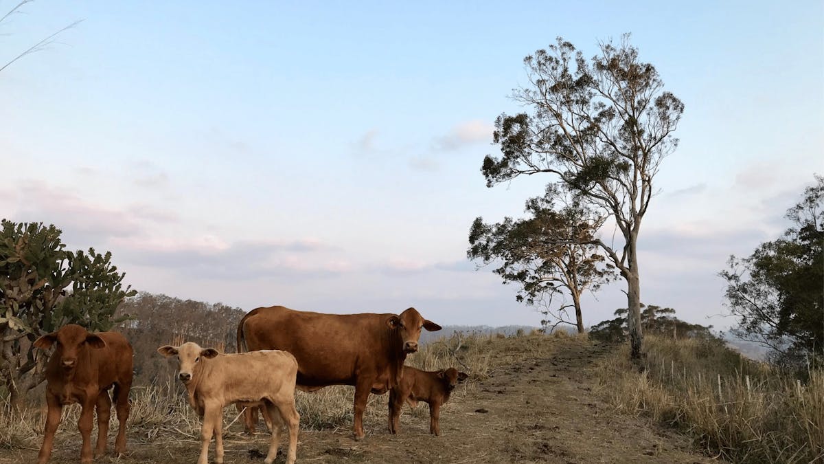 Farm stay near Brisbane Farm stay near Brisbane