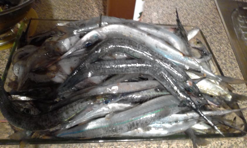 Land Based Fishing Gear Rental Adelaide