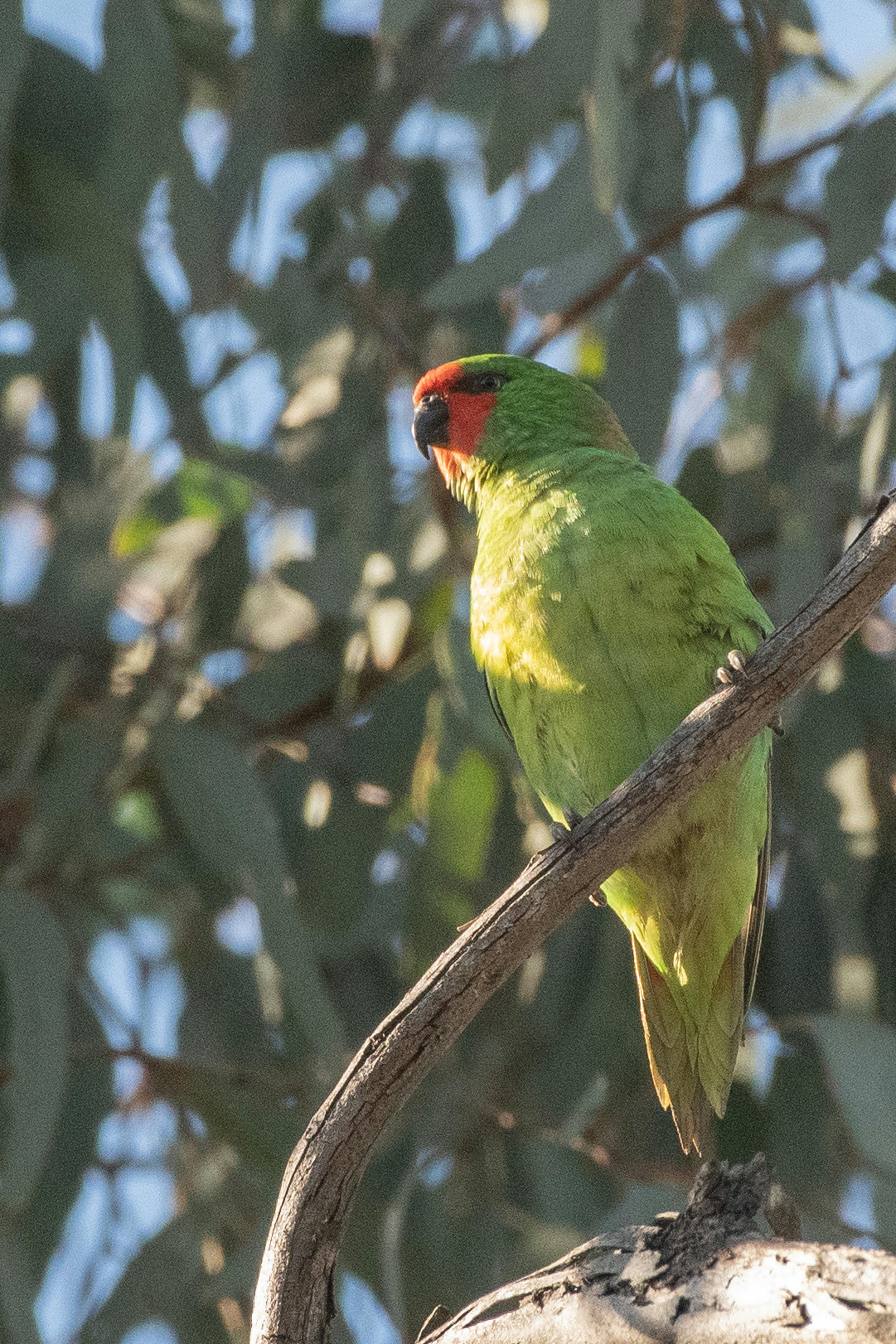以森林中開花的尤加利樹為食