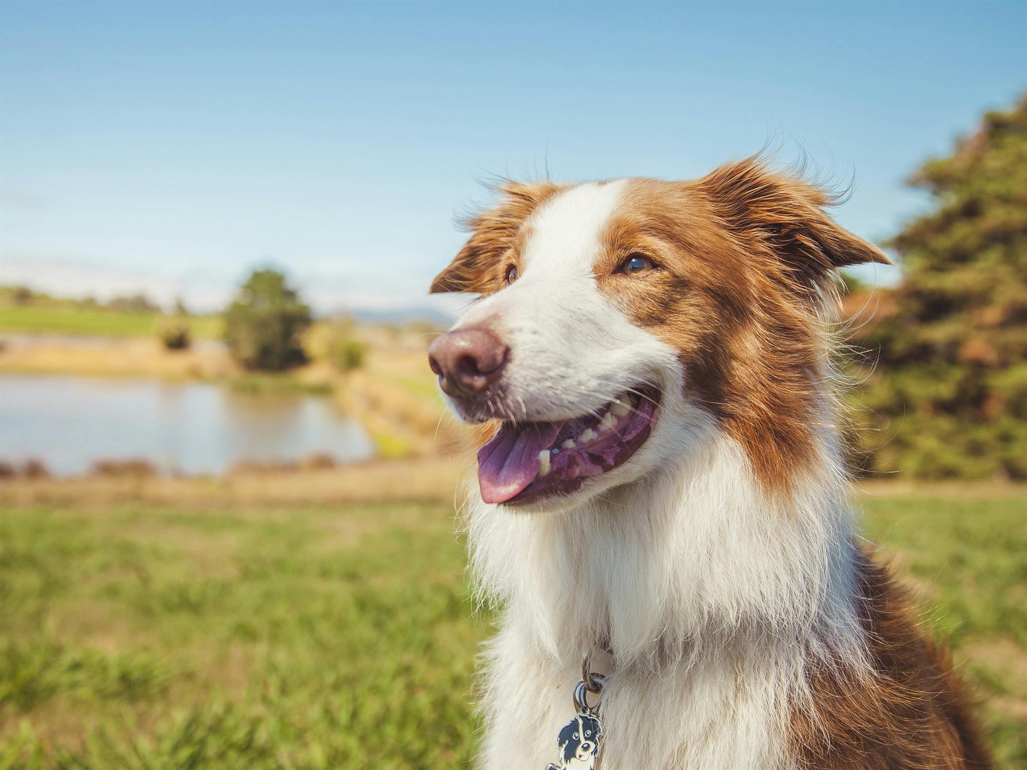 Gourmet Pawprints - Dog Friendly Tours