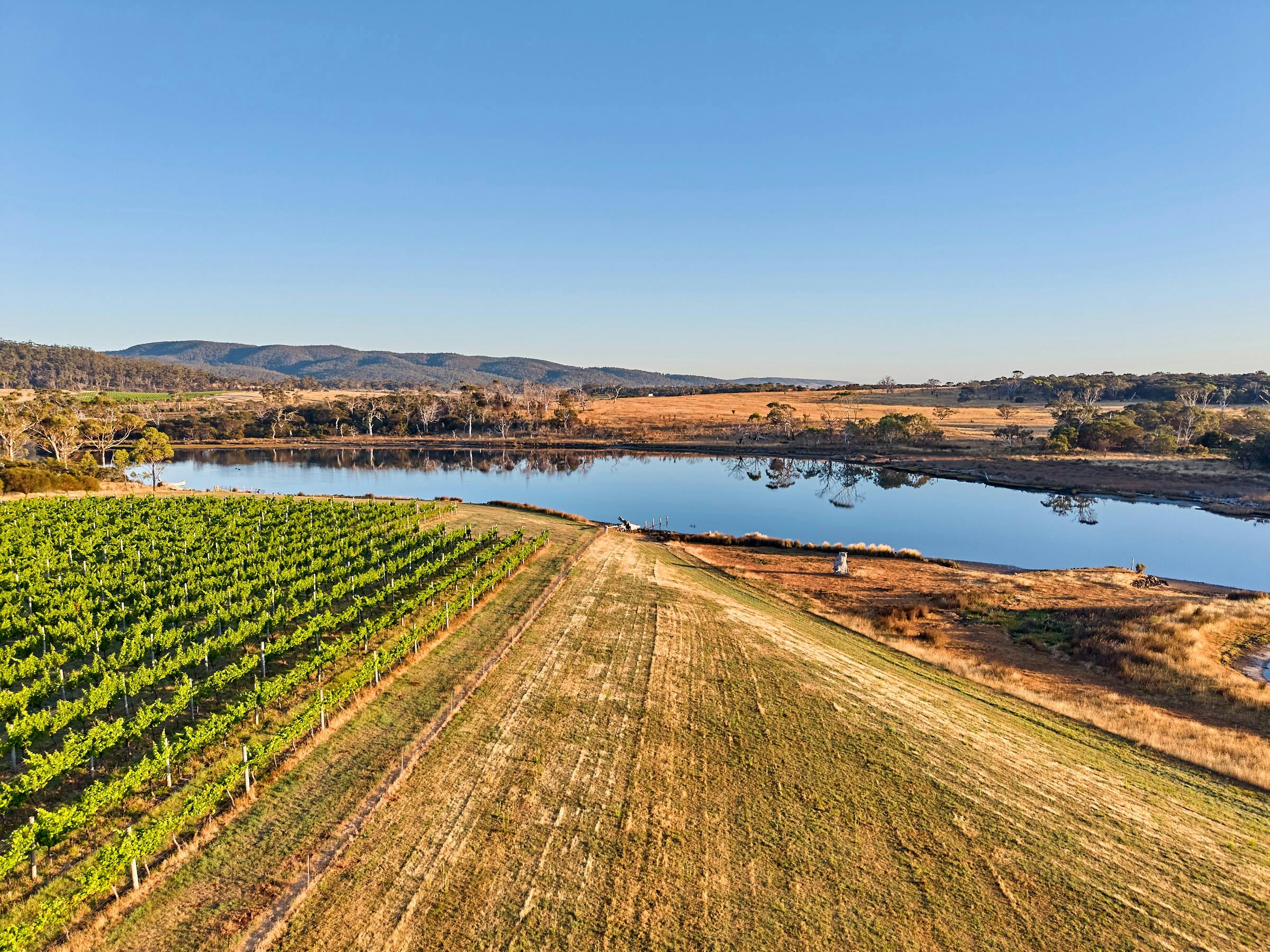 vineyard