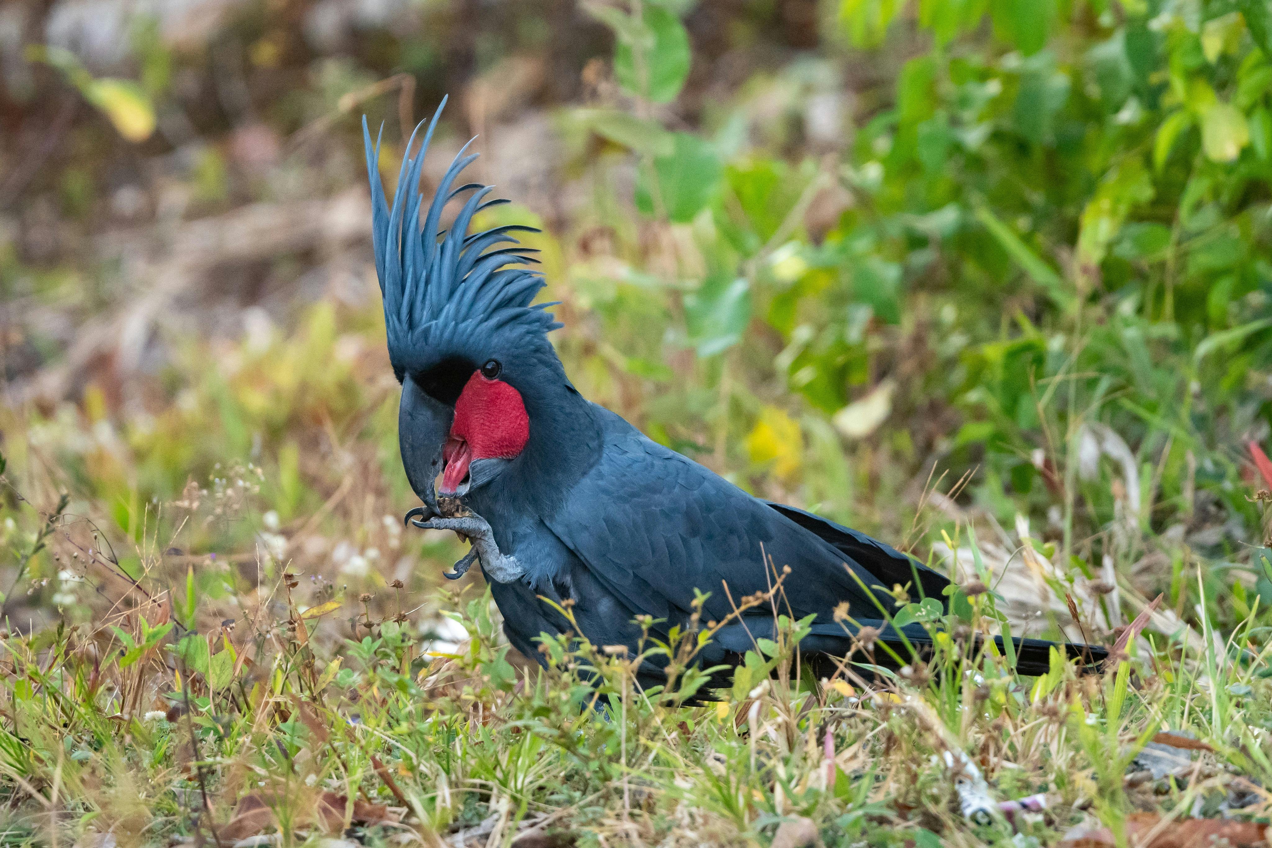 Palm Cockatoo (Probosciger aterrimus)