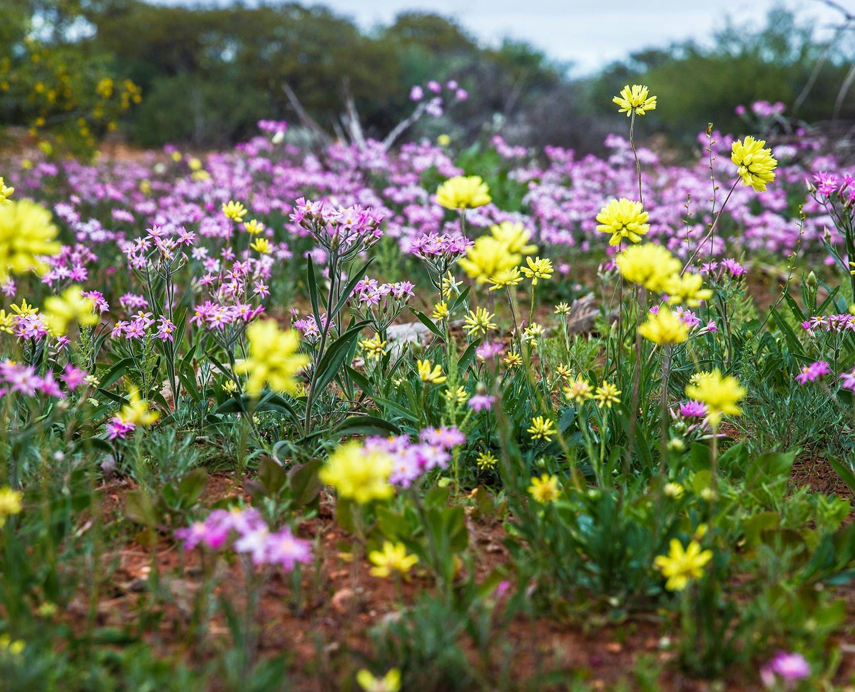Wildflowers