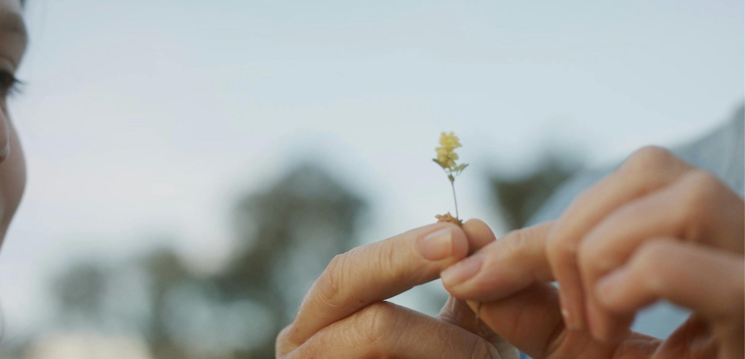 Close up of hand holding up a small yellow flower