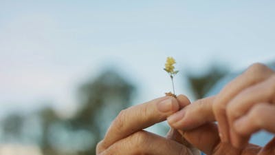 Close up of hand holding up a small yellow flower