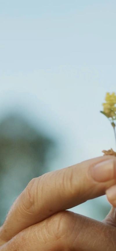 Close up of hand holding up a small yellow flower
