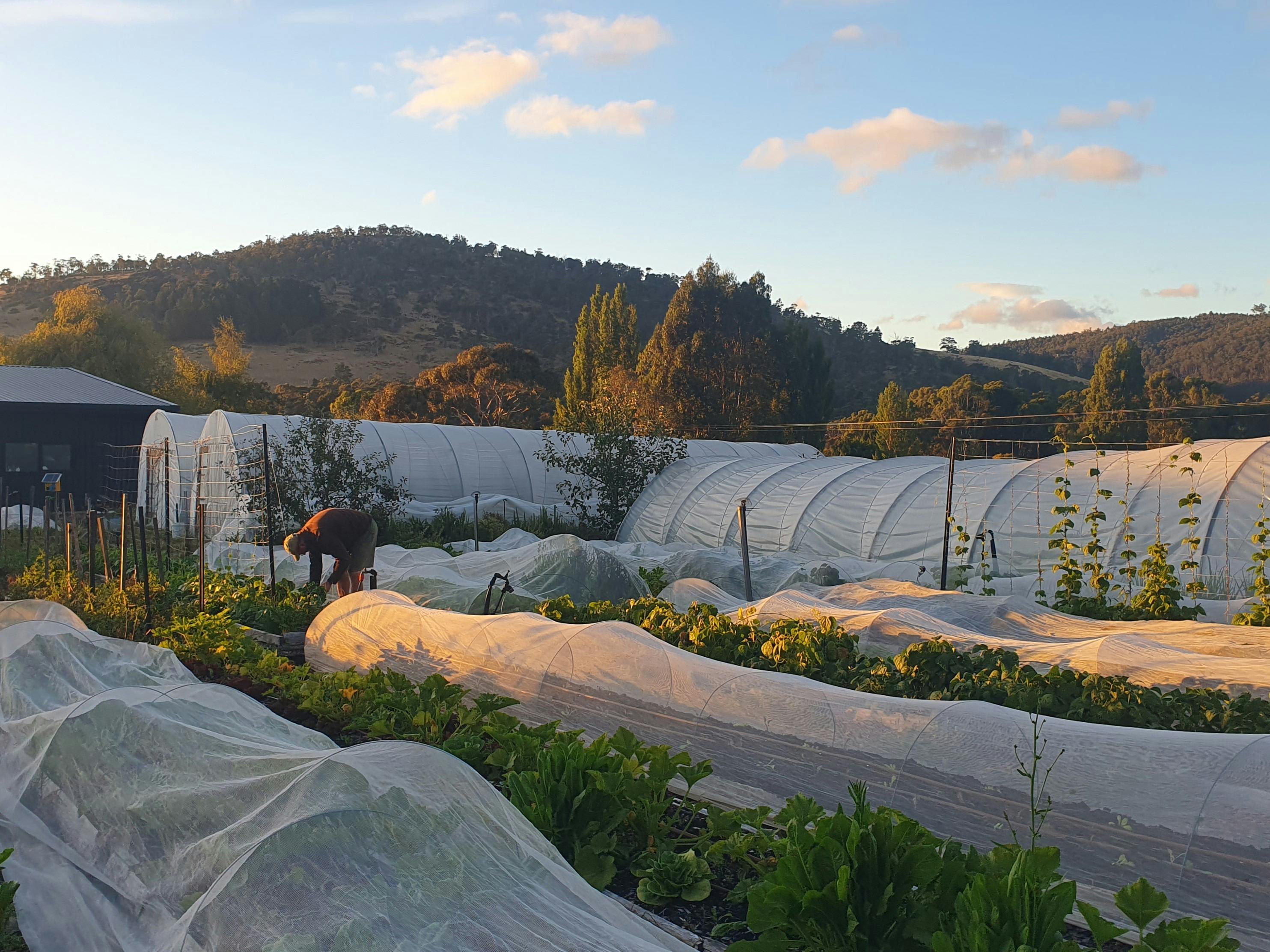 A person is harvesting in a market garden in early morning light.