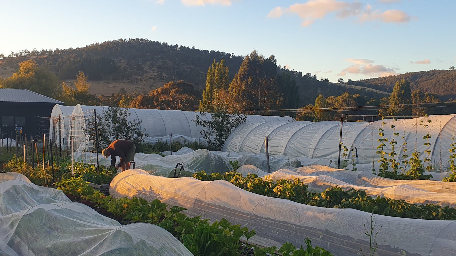 Old Orchard Farm grows vegetables following organic and regenerative practices
