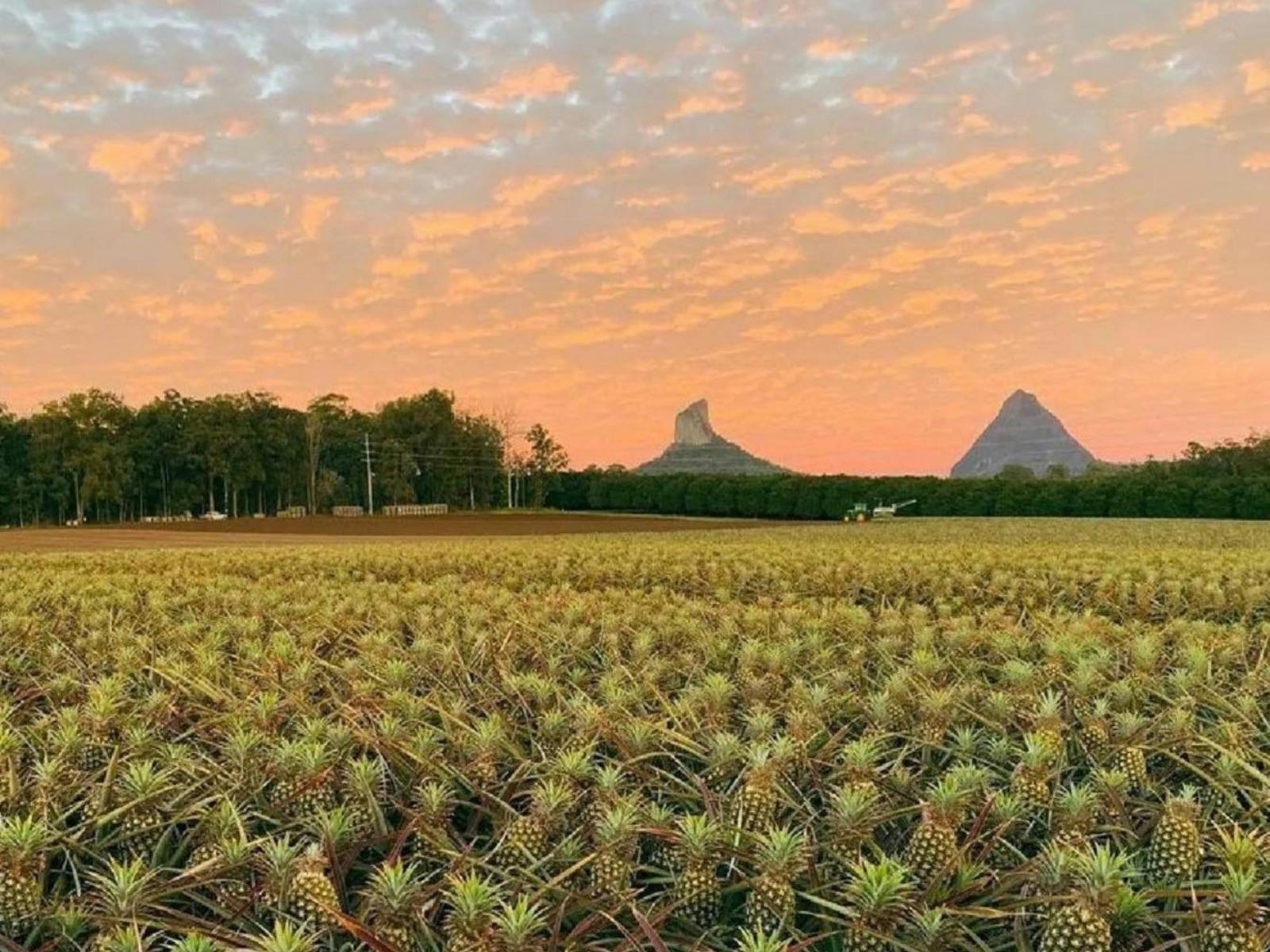 Glass House Mountains with pineapple farm