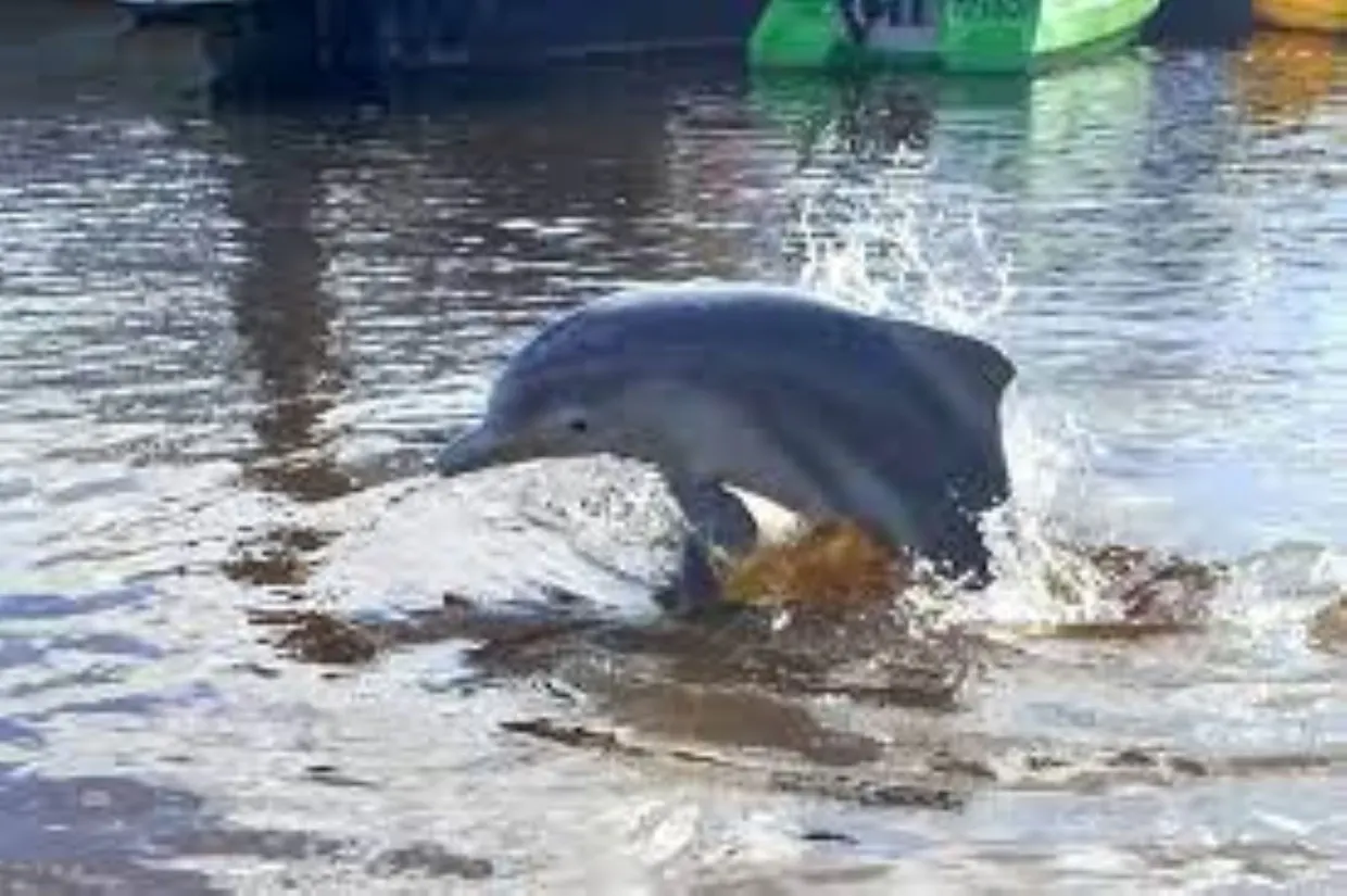 Three-hour ultimate Dolphin Feeding Experience