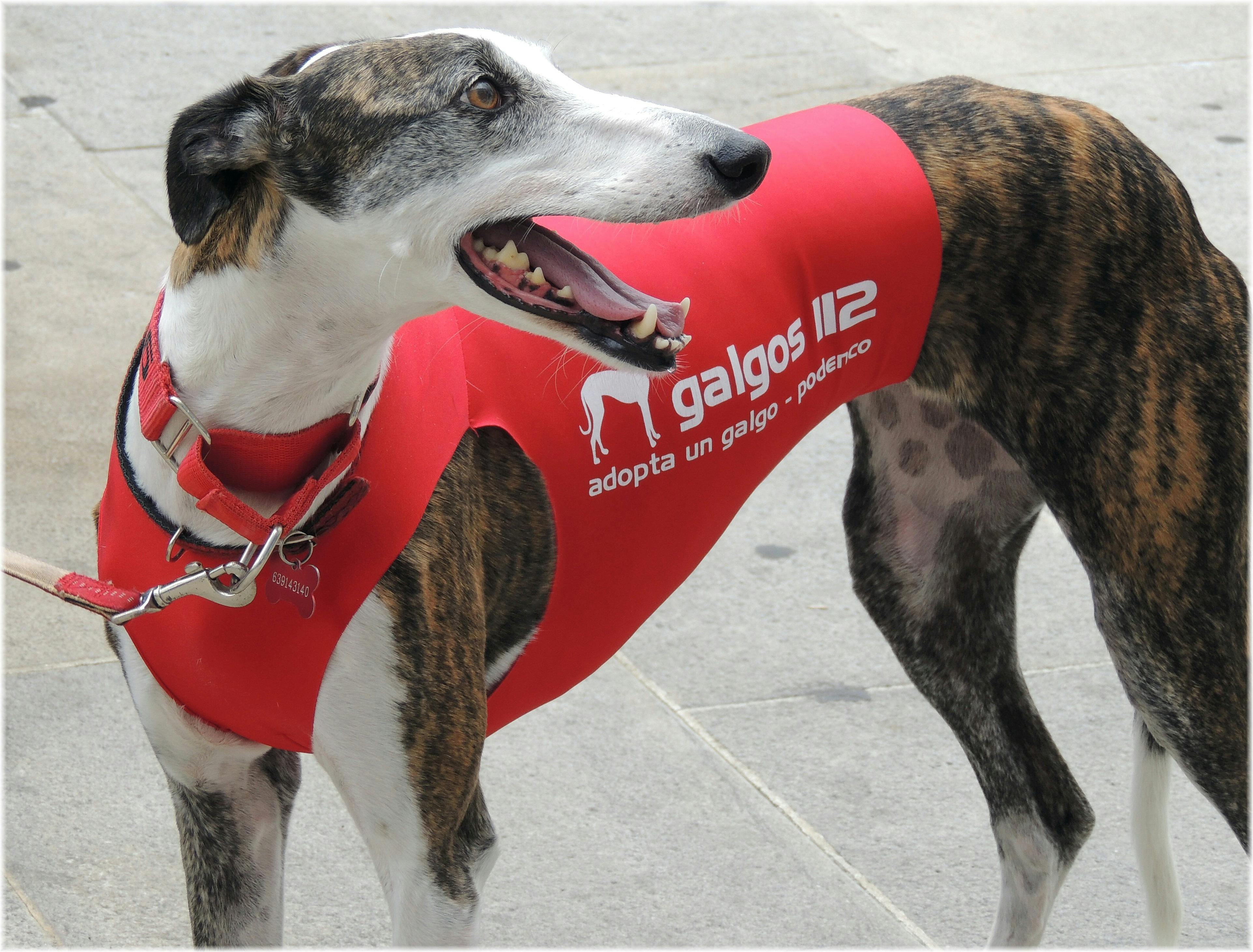Greyhound Racing