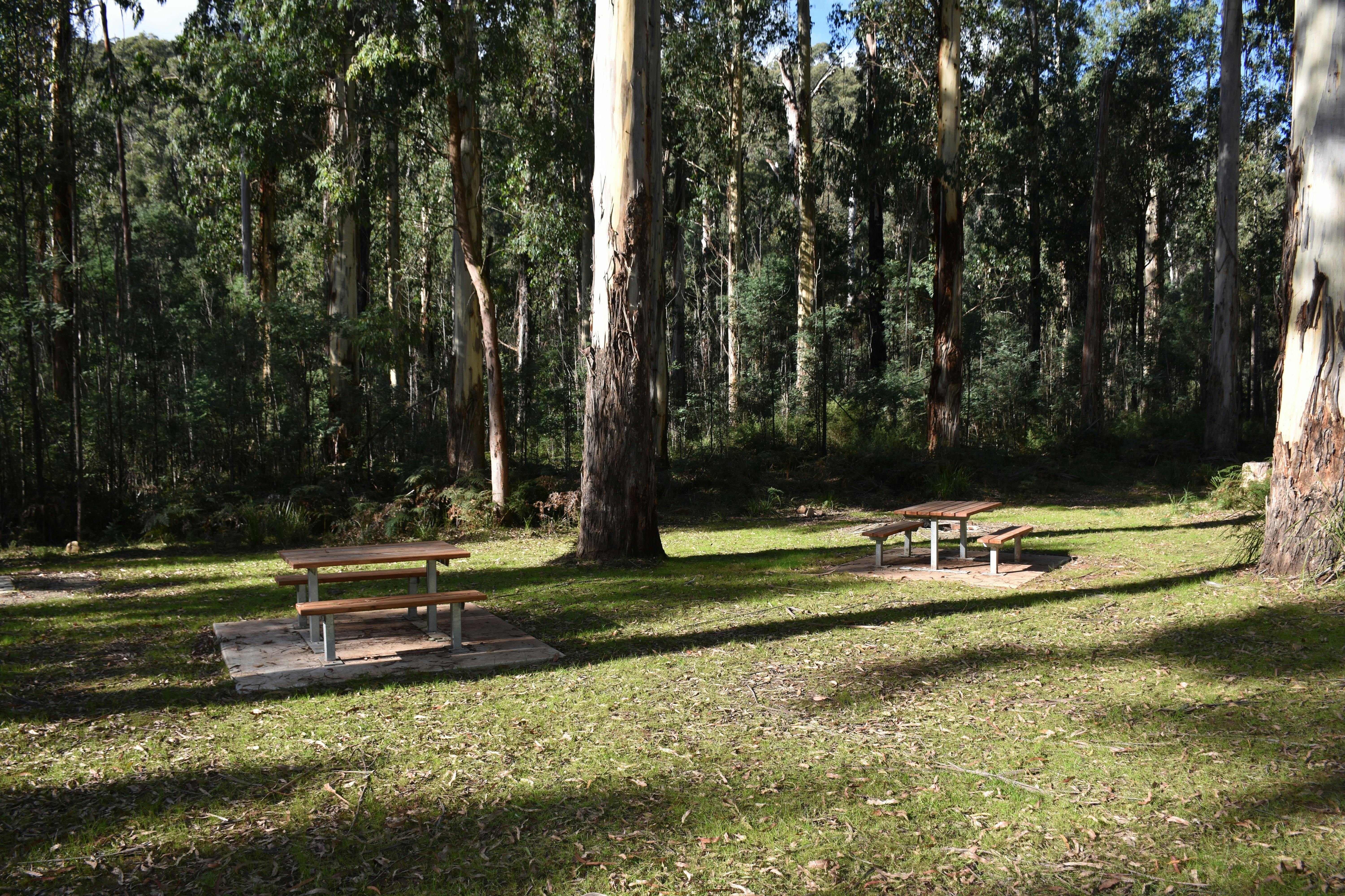 Picnic tables in grass clearing surrounded by forest