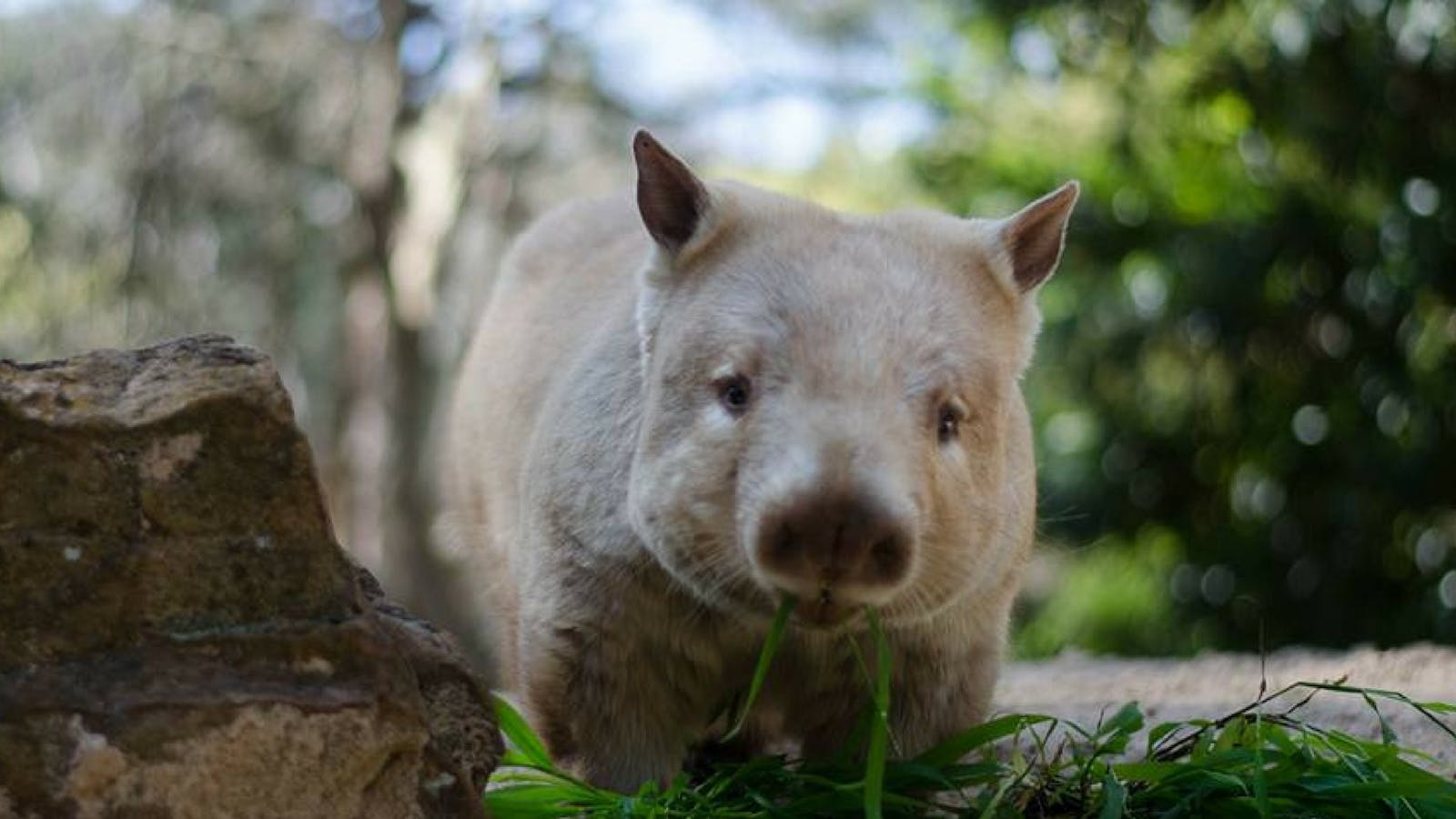 Cleland Wildlife Park