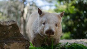 Cleland Wildlife Park