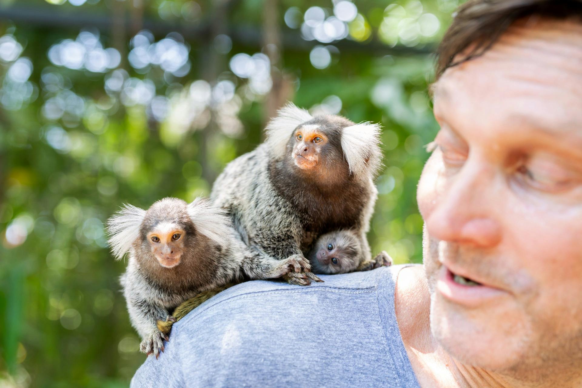 Monkey Encounter