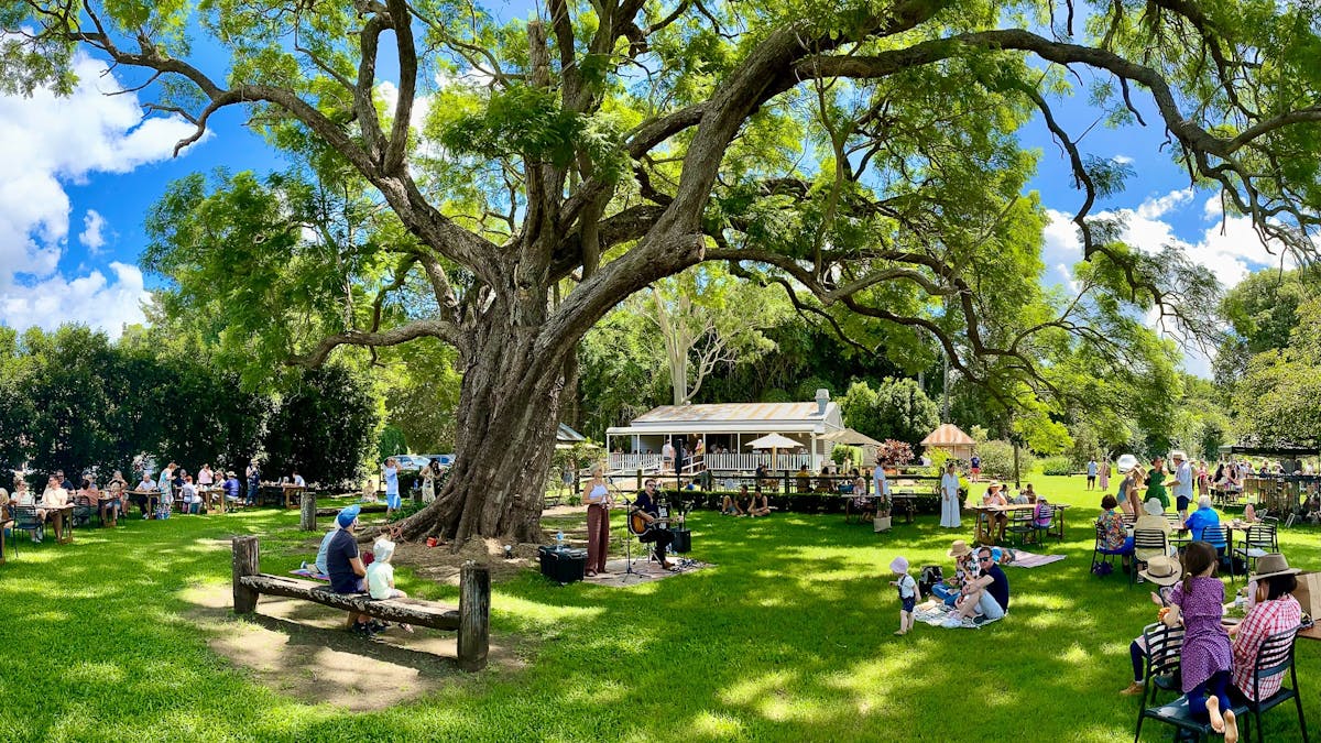 Visitors sitting under the jacaranda tree listening to live music on a  sunny day.