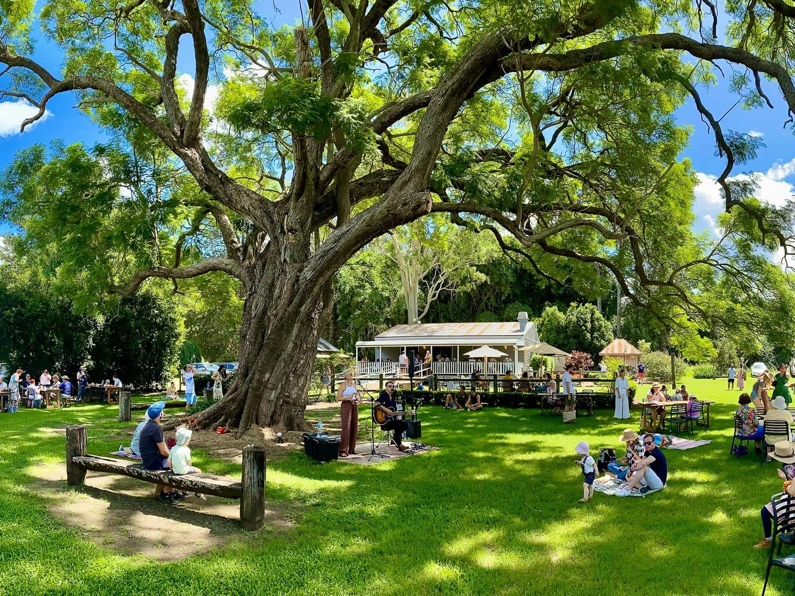 Visitors sitting under the jacaranda tree listening to live music on a sunny day. Visitors sitting under the jacaranda tree listening to live music on a sunny day.