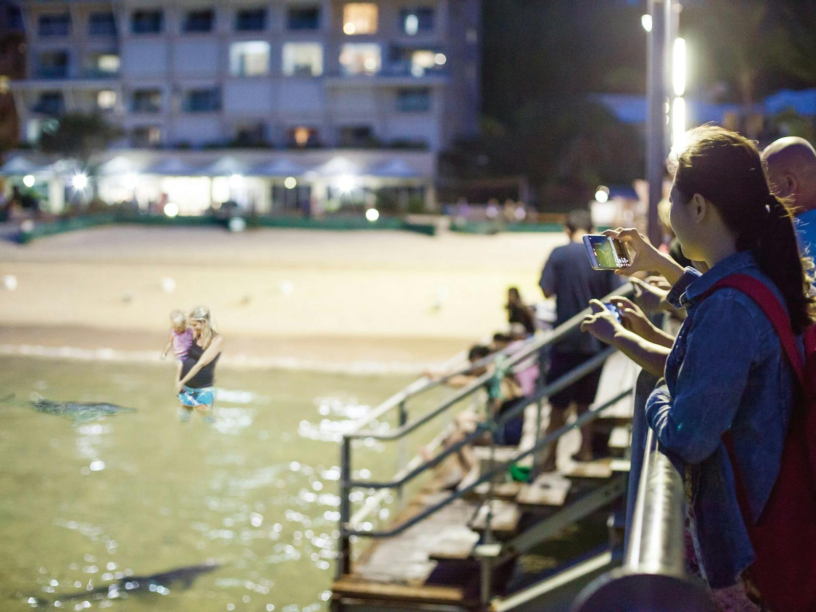 Wild dolphin viewing