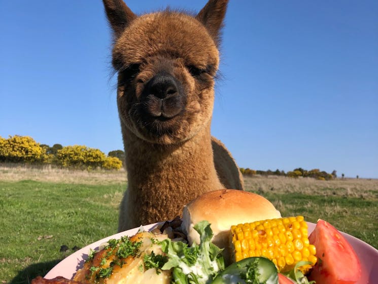 Lunch with the llama