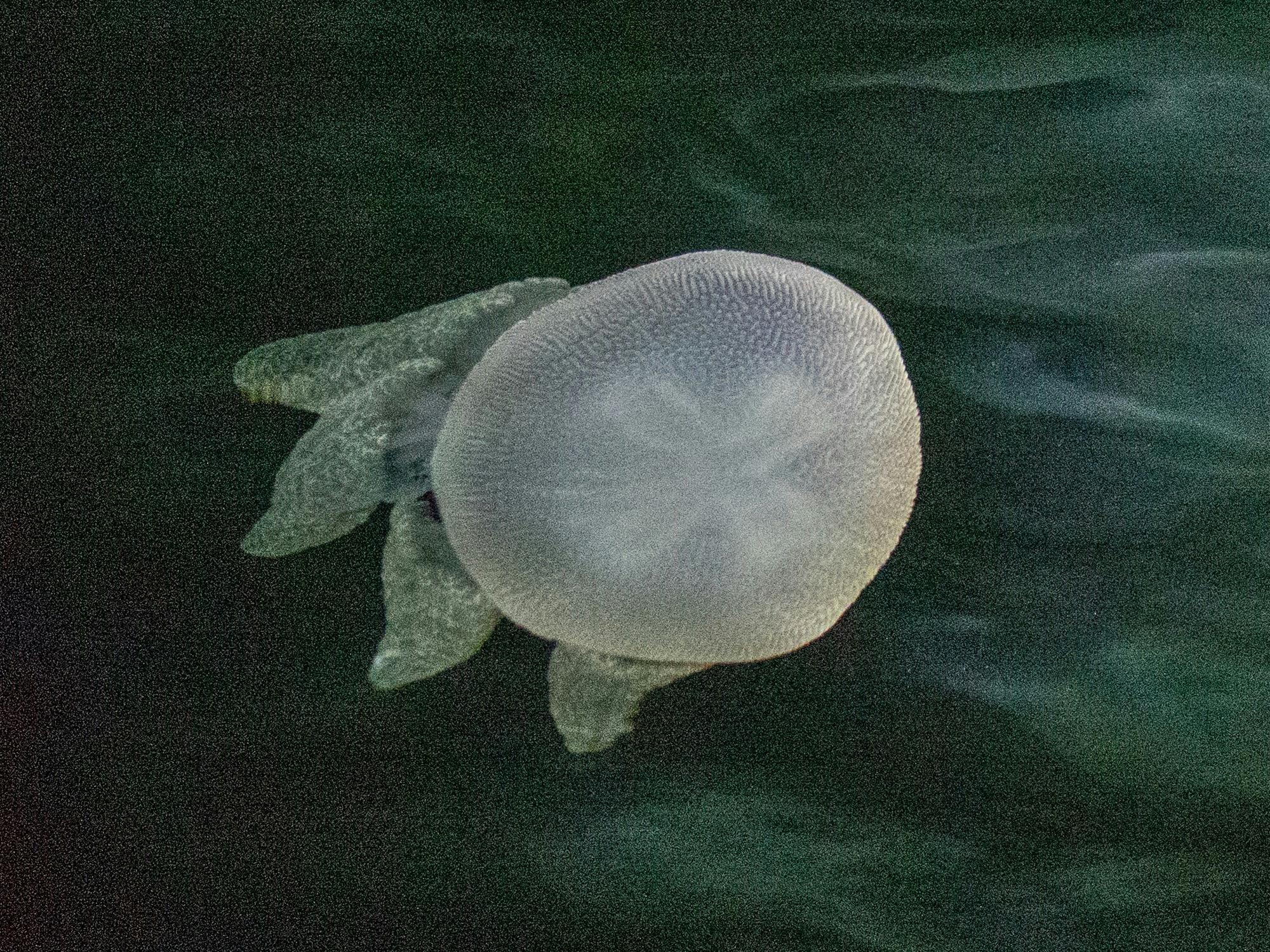 A jellyfish illuminated by an underwater light in the dark night water.