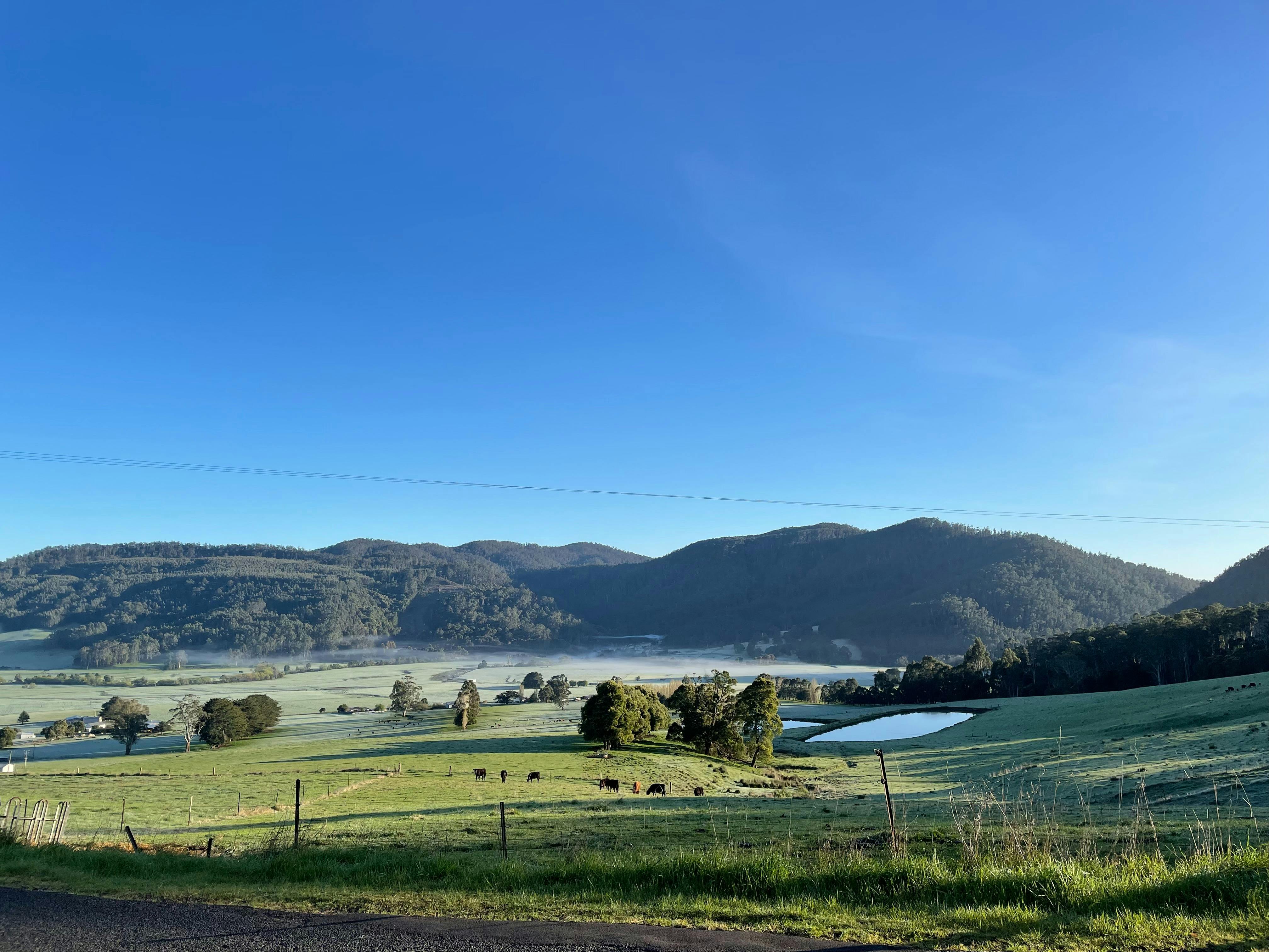 Rolling green hills with cows in a dam paddock.  Light mist rising  over the plains.