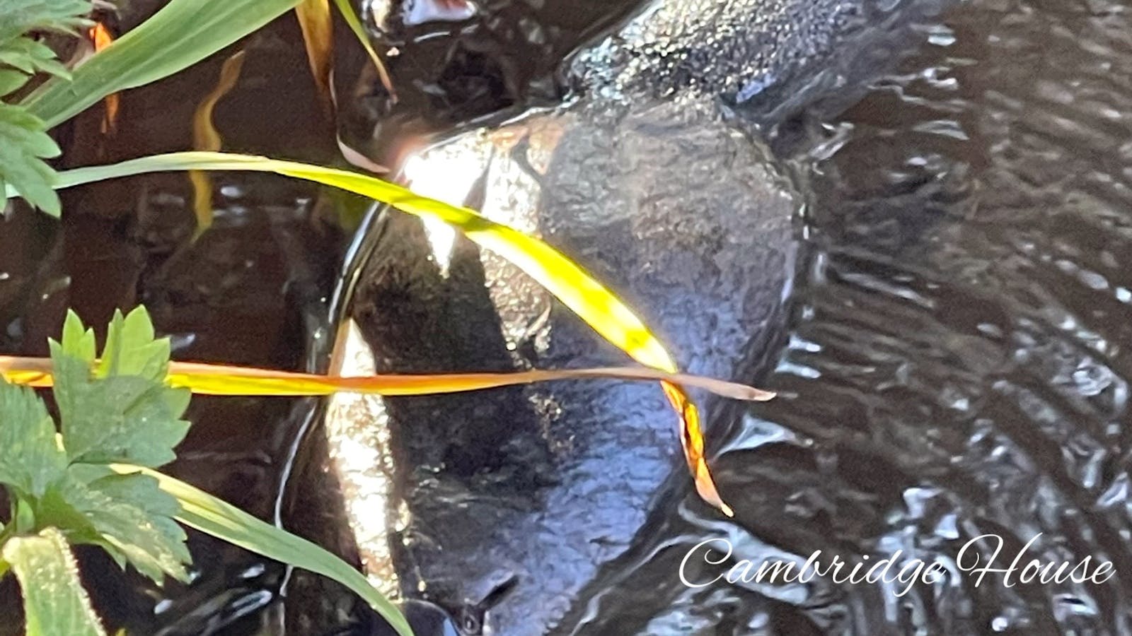 Platypus at the bottom of our garden