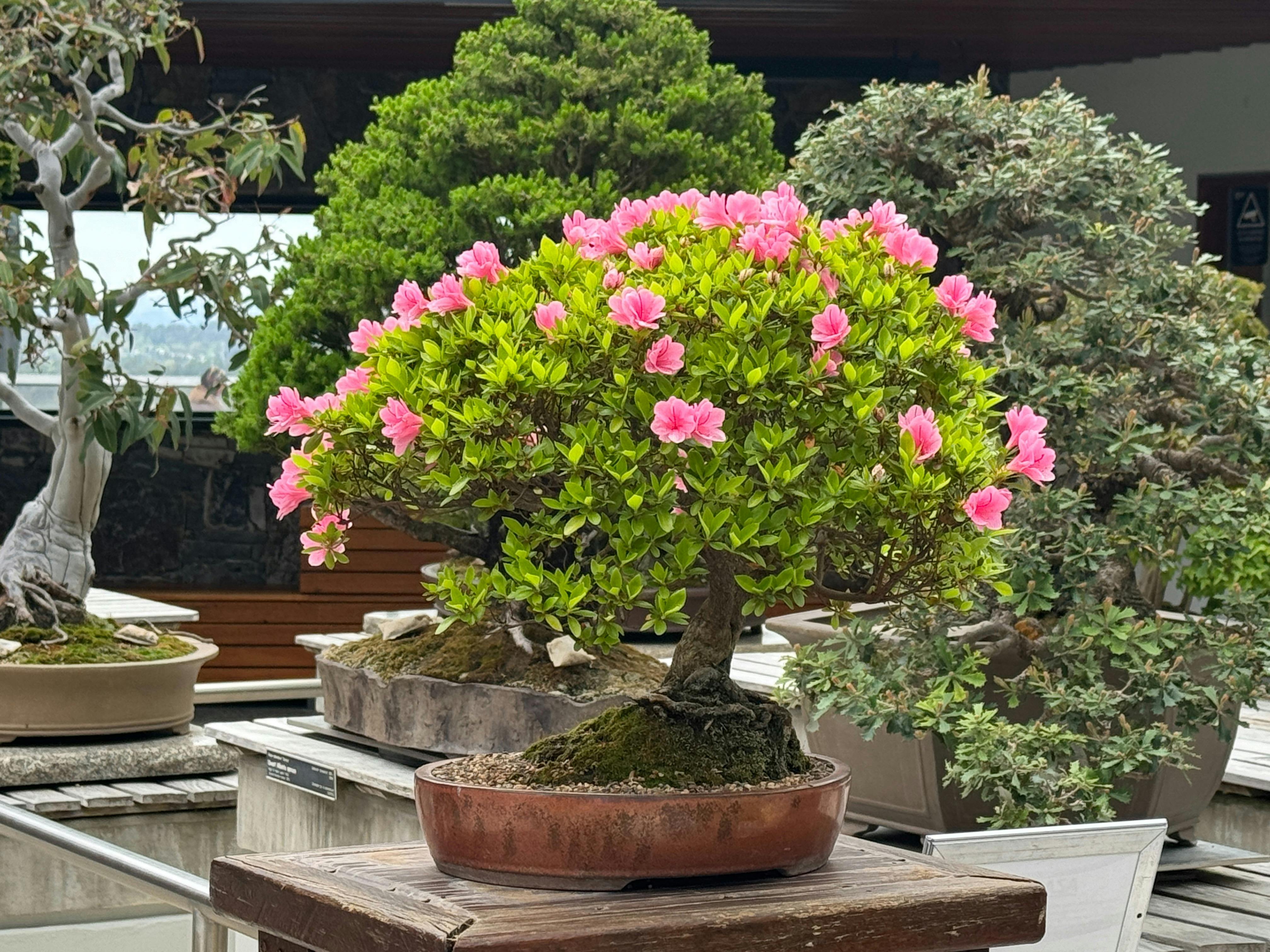 Bonsai tree with pink flowers