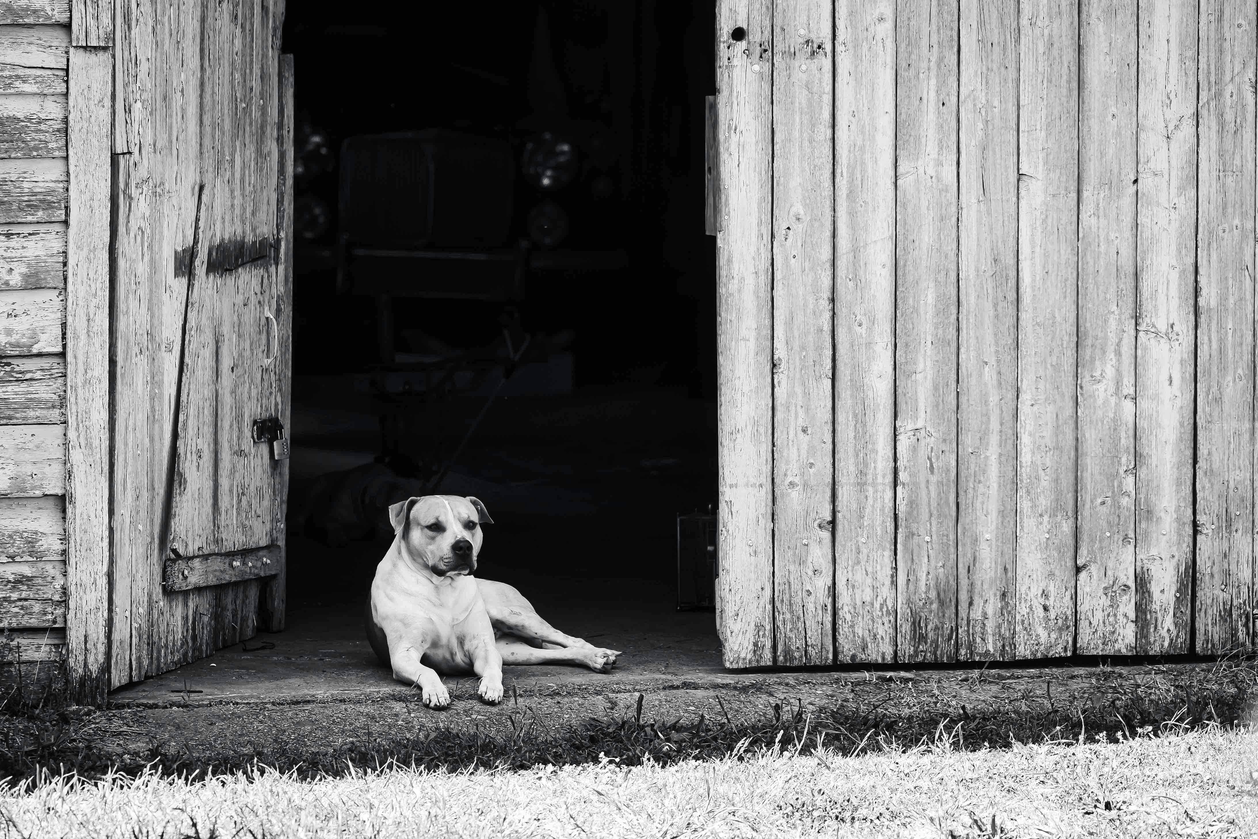 A black and white view of a light-coloured dog lying in the darkened doorway of a wooden building.