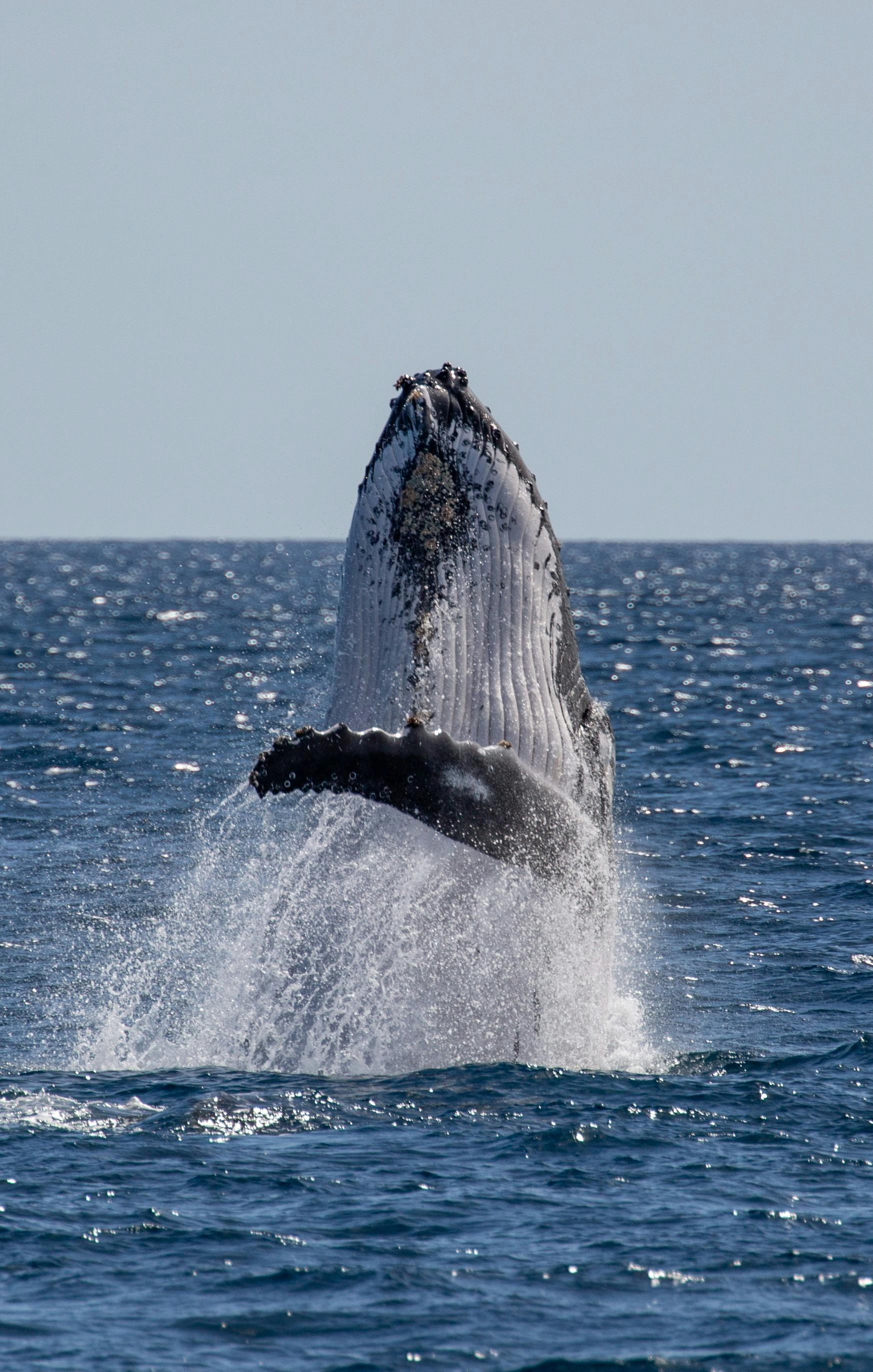 Breaching Humpback Whale