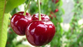 Payne's Orchards